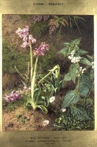 Wilde Bloemen